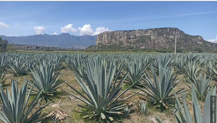 Terreno en venta en Yagul, Tlacolula de Matamoros, Oaxaca.