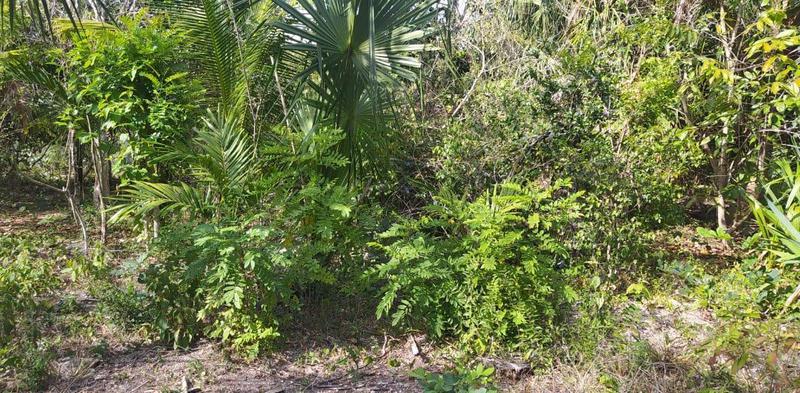 TERRENO DE OPORTUNIDAD BACALAR