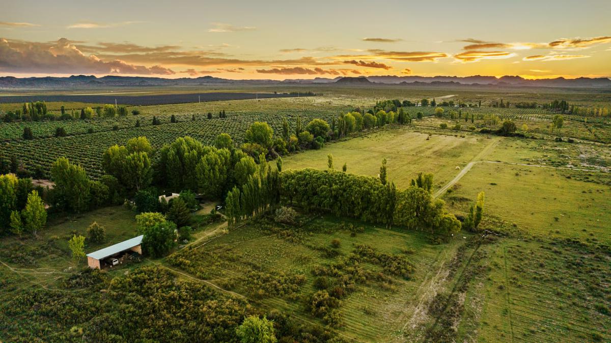 Campo - Cuadro Benegas