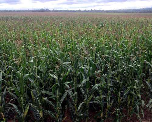 Campo Rosario de la Frontera