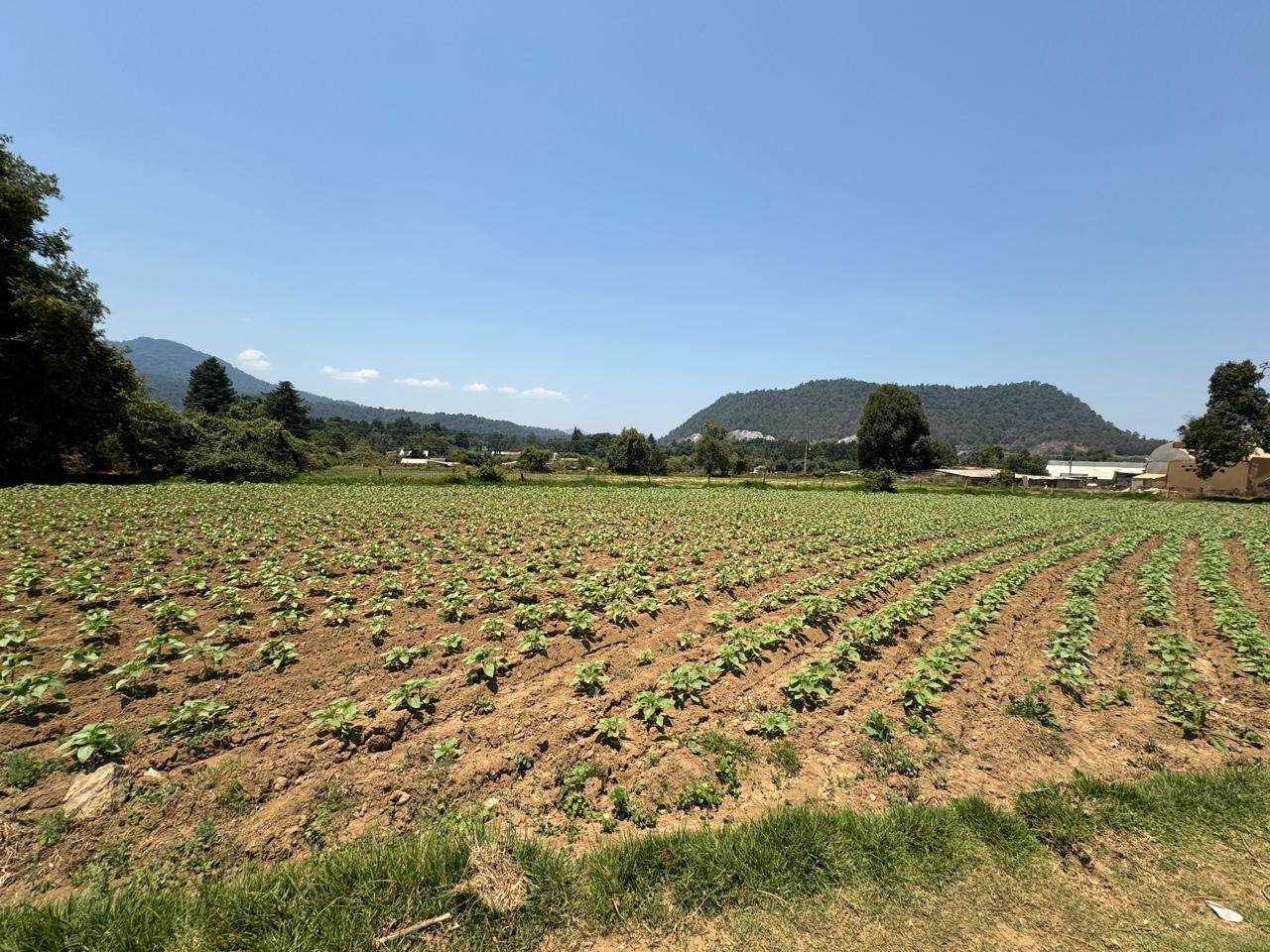 TERRENO EN VENTA EN SAN BARTOLO,  AMANALCO, VALLE DE BRAVO, ESTADO DE MEXICO