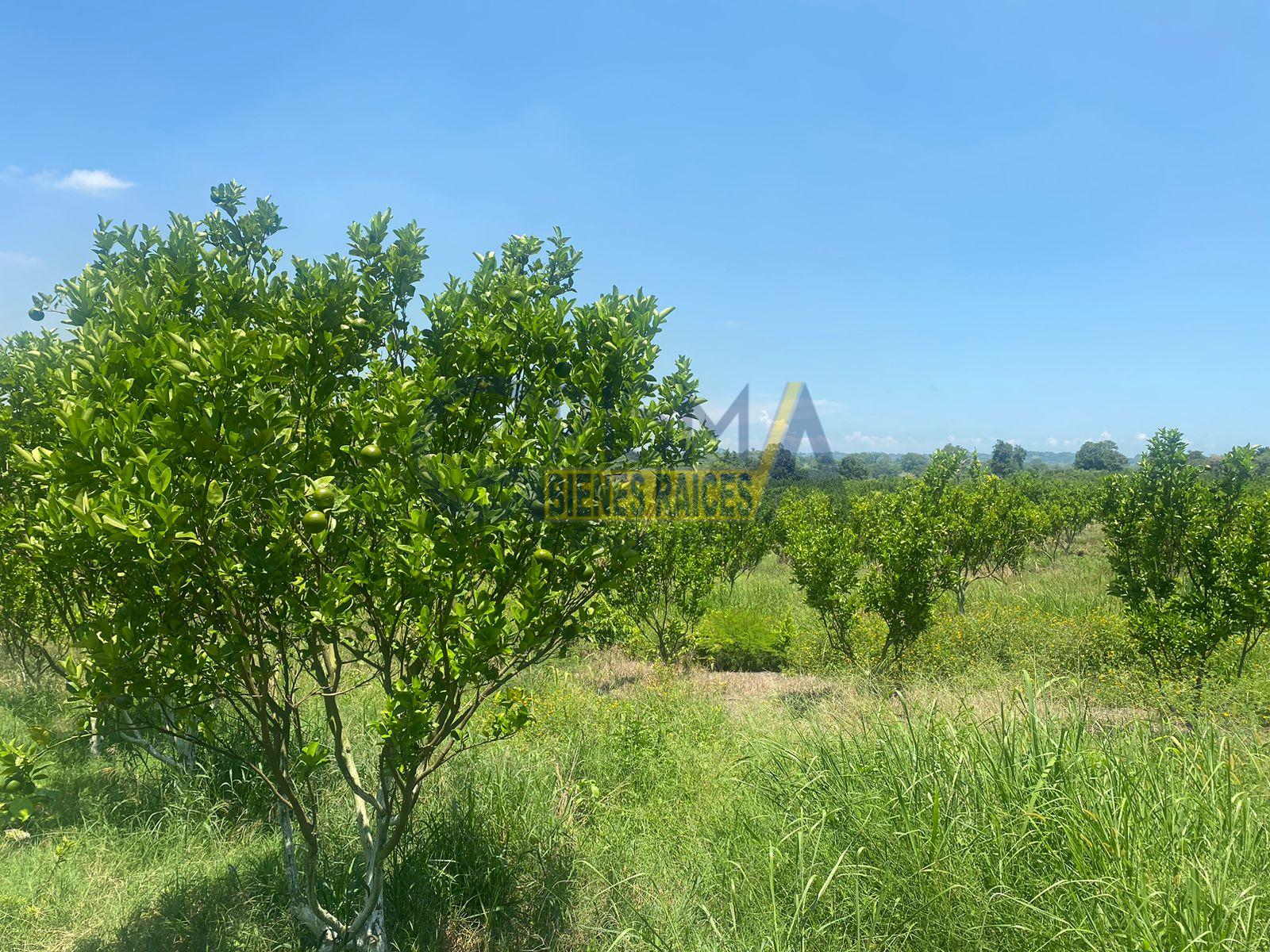 PRECIOSO RANCHO AGRÍCOLA EN BALCÁZAR, MUY CERCA DE TUXPAN, VER.