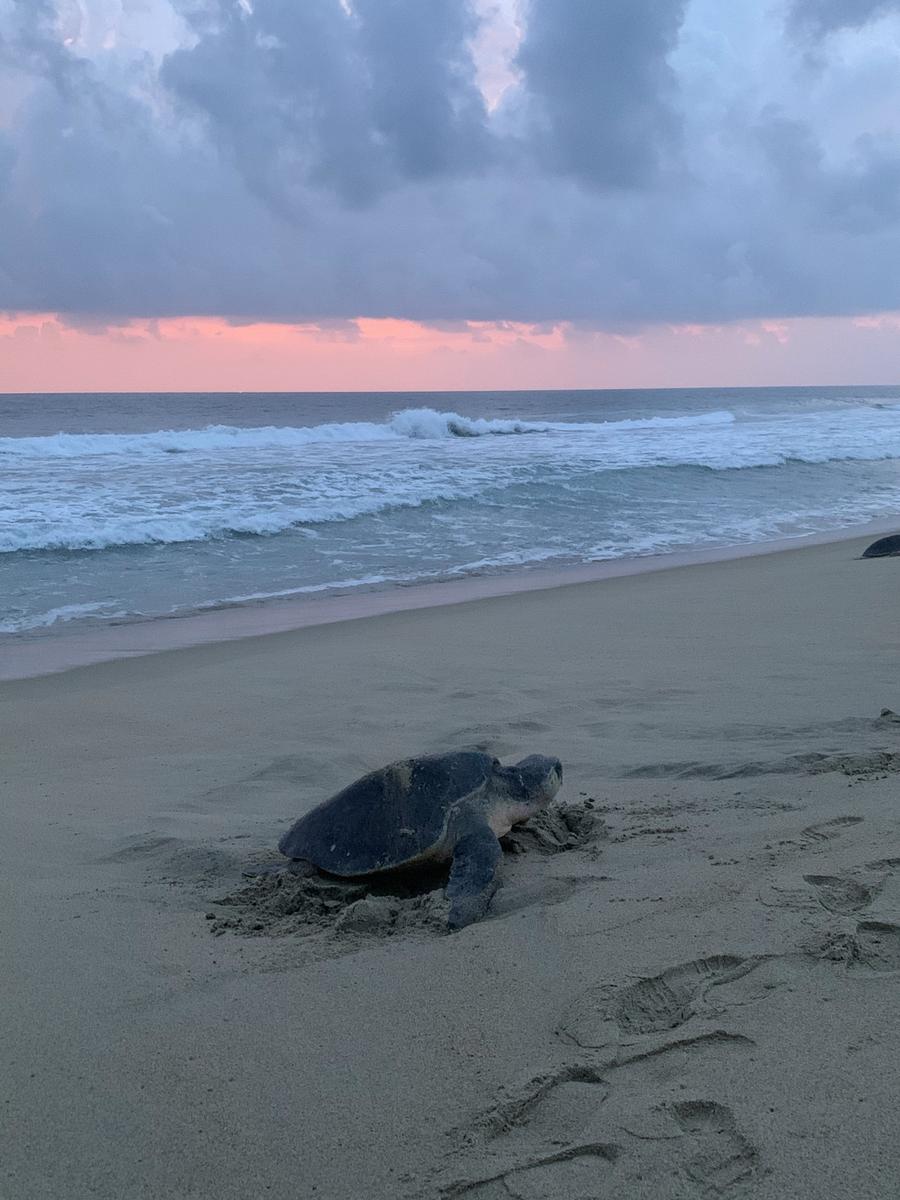 Terreno con frente de playa en Puerto Escondido, Oaxaca