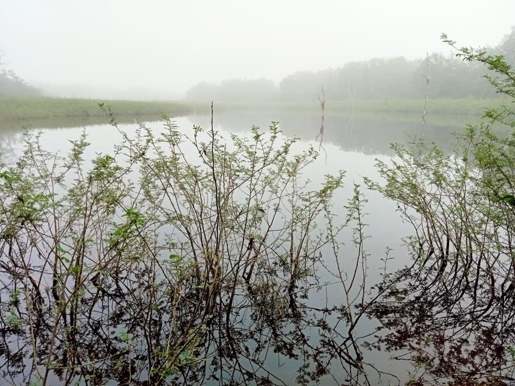 RANCHO LOS MAMEYES, MUNICIPIO TAMALÍN, VERACRUZ, $40,000 Hectárea