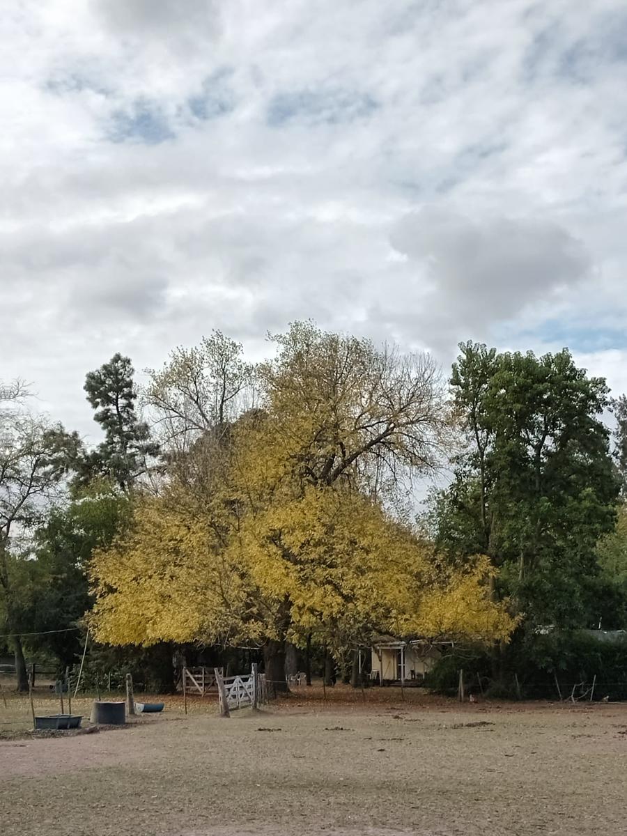 Venta de campo, Gómez, Brandsen