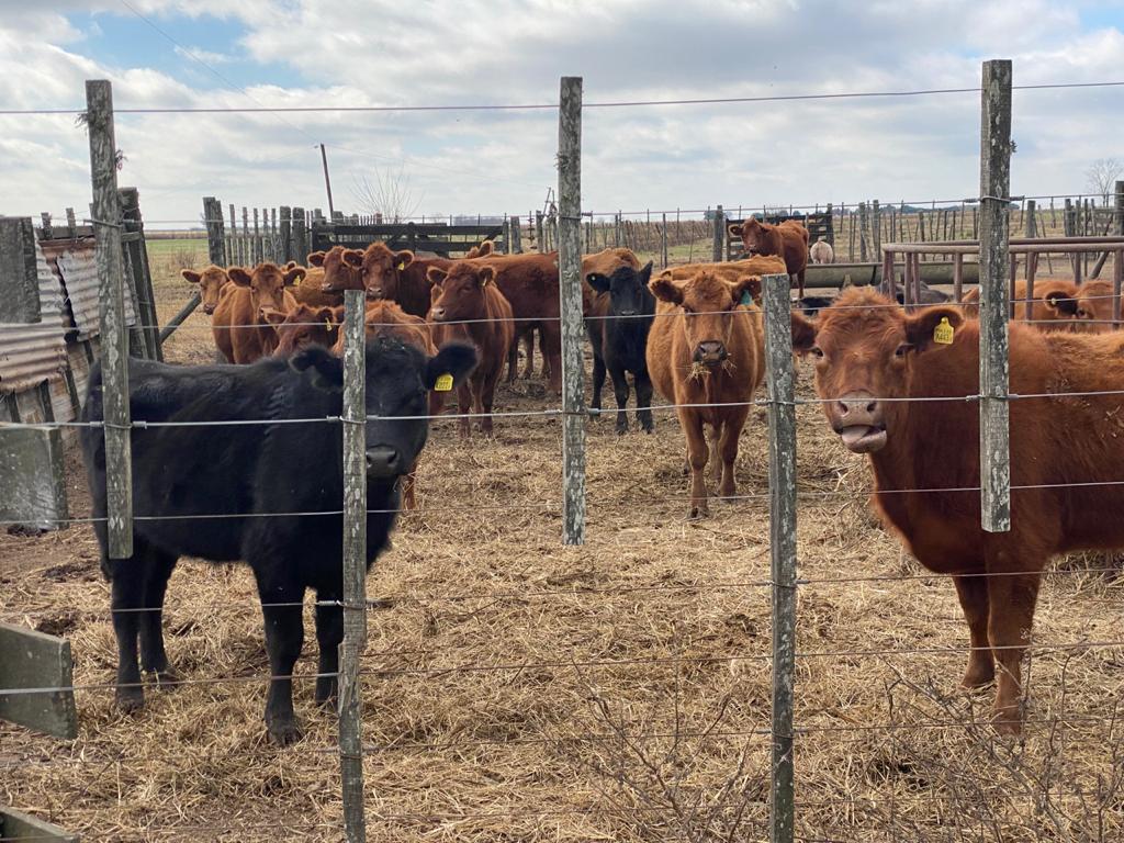 Campo FEEDLOT en Argentina