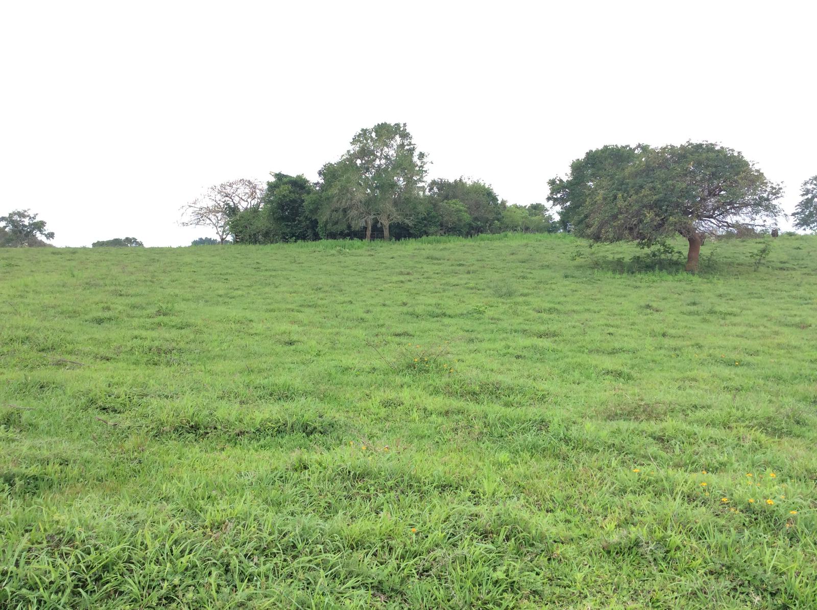 RANCHO EN VENTA EN TAMIAHUA, VERACRUZ