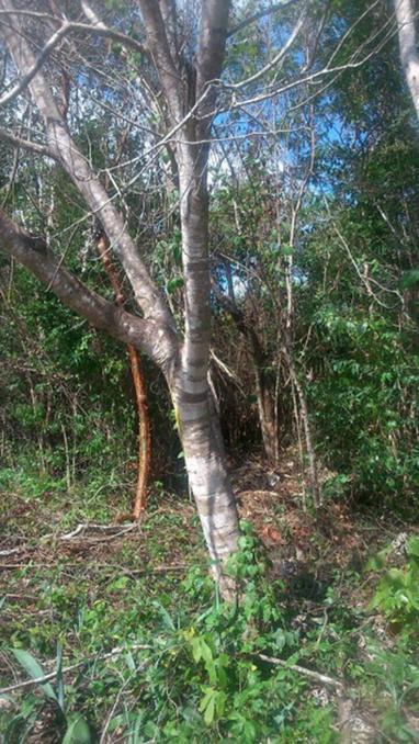 TERRENO CAYO DE HUESO, LAGUNA BACALAR 977 HECTÁREAS