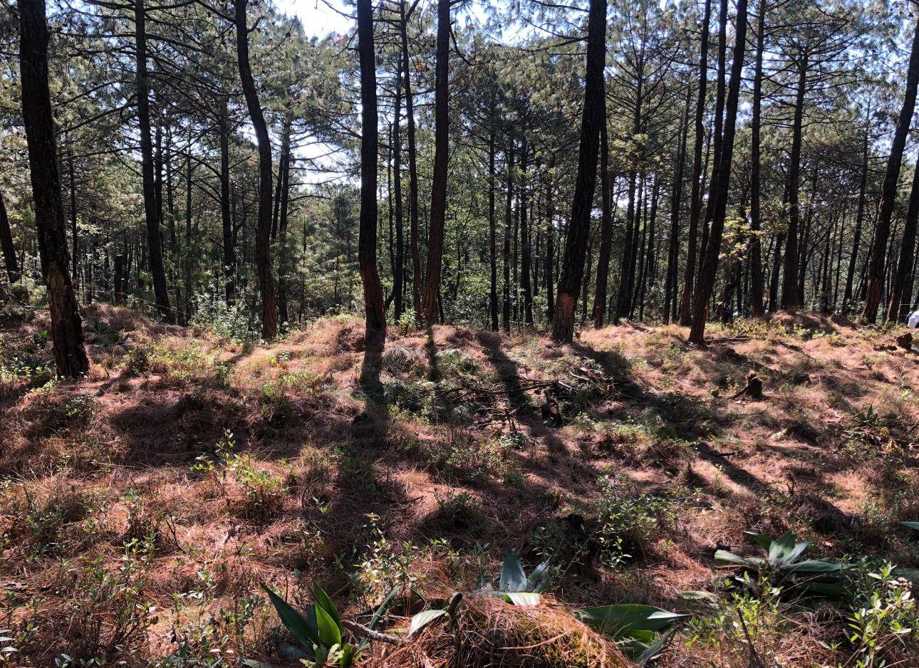 Venta de Terreno en La Joya, Veracruz