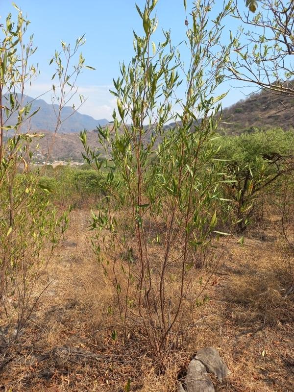 Terreno en Venta, Malinalco