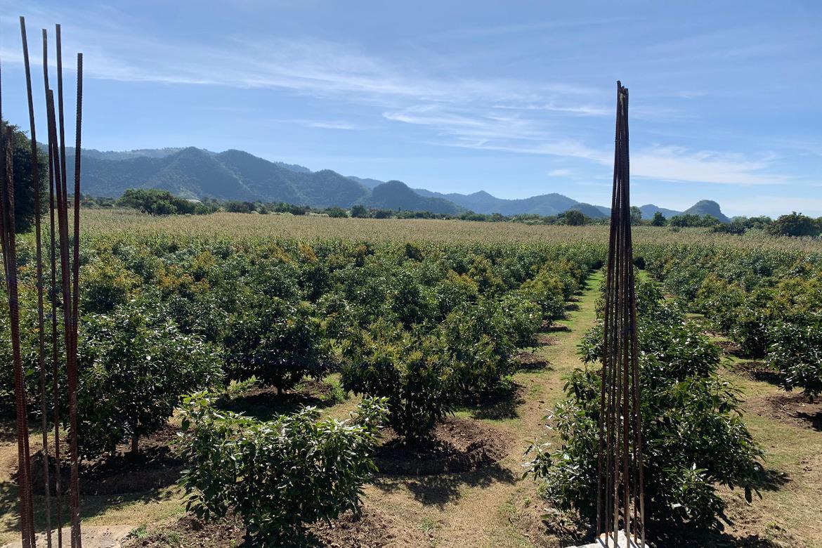 Terreno Venta Malinalco, con 240 arboles de aguacate