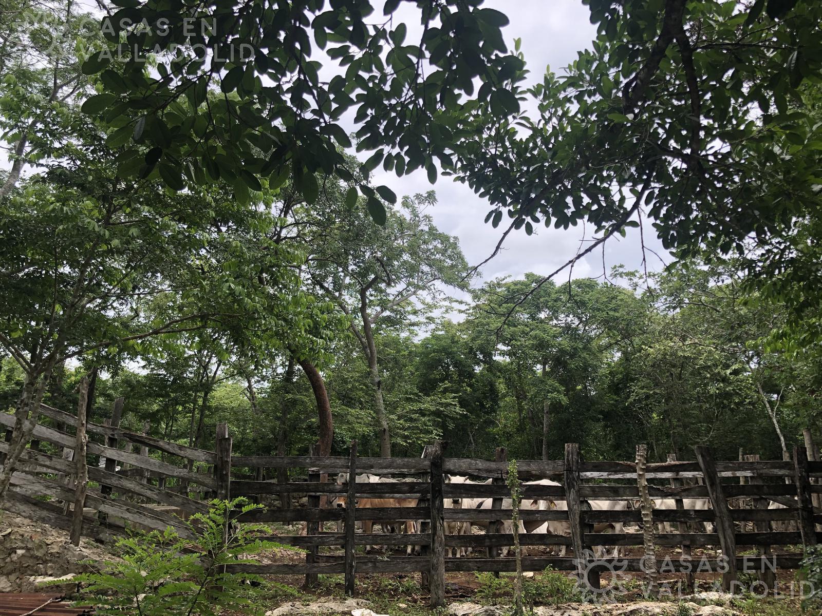 Rancho con cenote cerca de Nahbalam