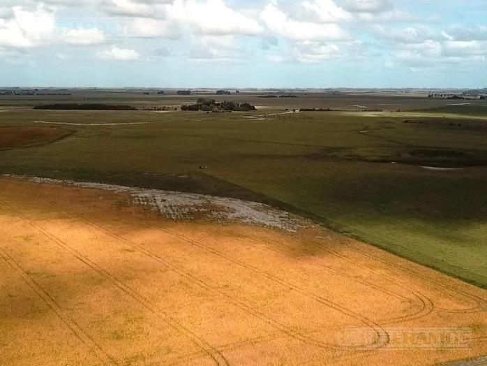 Campo Ganadero Recría en venta. Punta Indio/Chascomús, BA